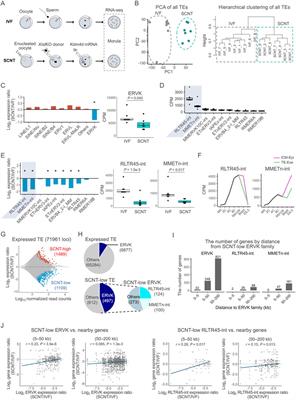 Suppression of endogenous retroviral enhancers in mouse embryos derived from somatic cell nuclear transfer